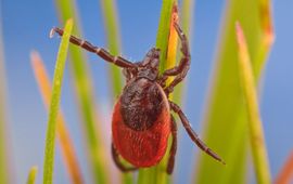 voor gebruik altijd even mailen: hansm.smid@wur.nl - Ixodus-ricinus-adult-female-sheeptick-on-grass