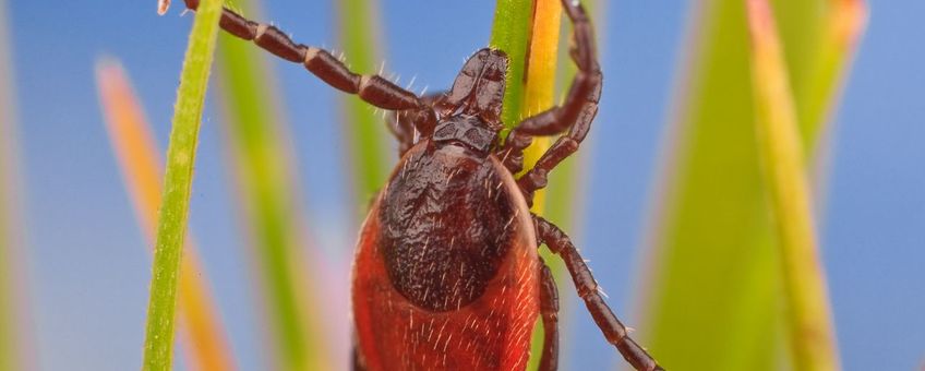 voor gebruik altijd even mailen: hansm.smid@wur.nl - Ixodus-ricinus-adult-female-sheeptick-on-grass