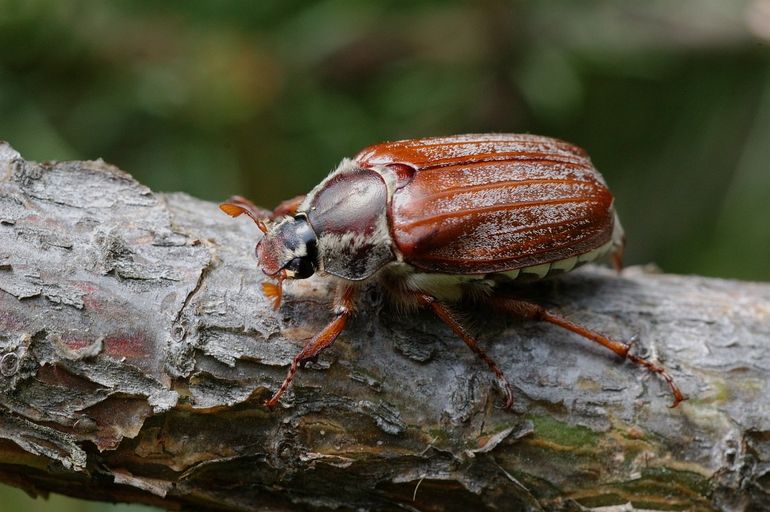 In het voorjaar aten de steenuilen van Beleef de Lente vooral meikevers