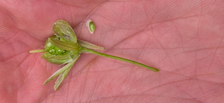 Zaden en vrucht van de Bosgeelster