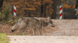 wolf