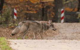 wolf