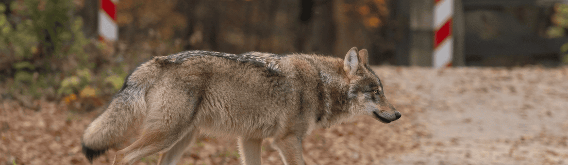 wolf