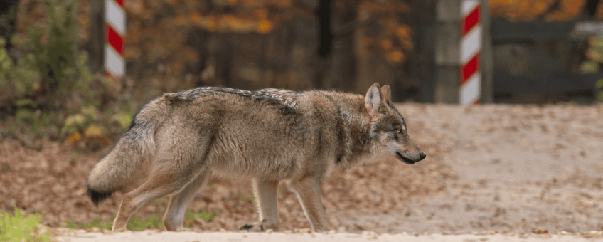 wolf