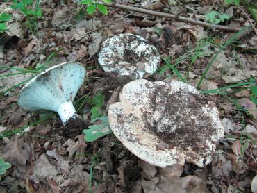 Smalplaatrussula's. Let op de groenige weerschijn van de plaatjes