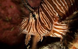 Rudy van Geldere The invasive Indo-Pacific Lionfish (Pterios volitans/miles)