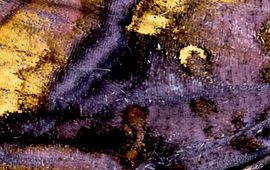 Jurriën van Deijk akelei-uil detail