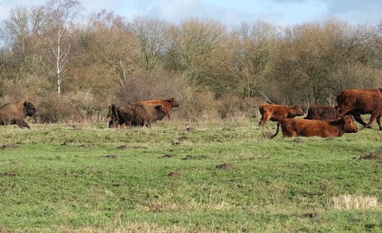 Wisenten jagen rode geuzen weg