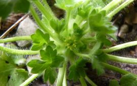 Kleine boterbloem (Ranunculus parviflorum)