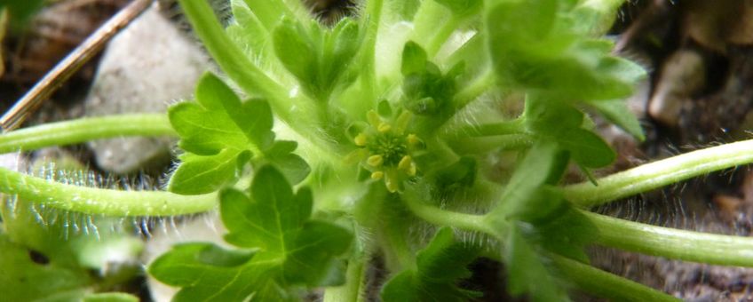 Kleine boterbloem (Ranunculus parviflorum)