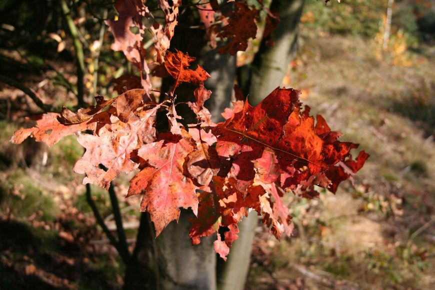 Herfstkleur Amerikaanse eik