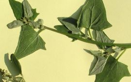 Rutger Barendse Atriplex micrantha