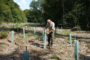 Aanplant van jonge bomen zoals linde en boomhazelaar