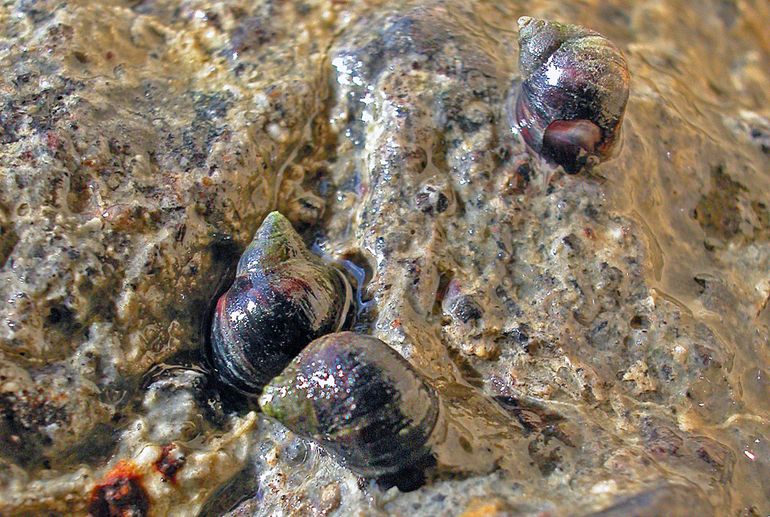 Kleine alikruiken gefotografeerd in 2003 op de Noordpier van IJmuiden