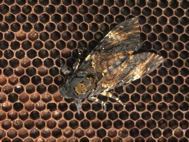 Een doodshoofdvlinder op een bijenraat