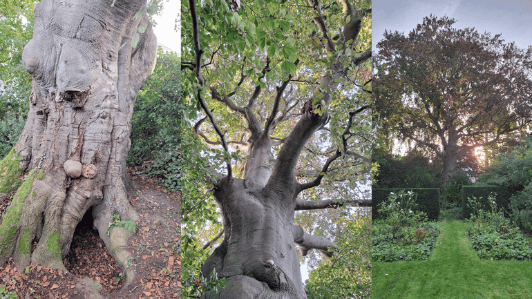 De Rotterdamse beuk huisvest vijf parasitaire schimmels, desondanks leeft de boom nog altijd
