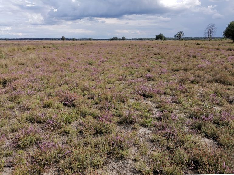 Biotoop heidehommel in het Dwingelderveld