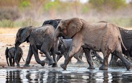 Een grote kudde Afrikaanse olifanten loopt langs een drinkplaats in Hwange National Park in Zimbabwe.