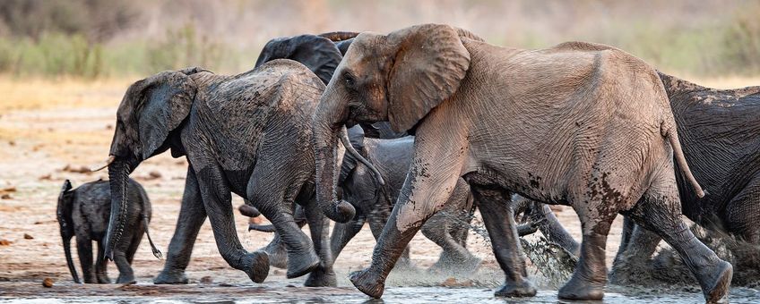 Een grote kudde Afrikaanse olifanten loopt langs een drinkplaats in Hwange National Park in Zimbabwe.