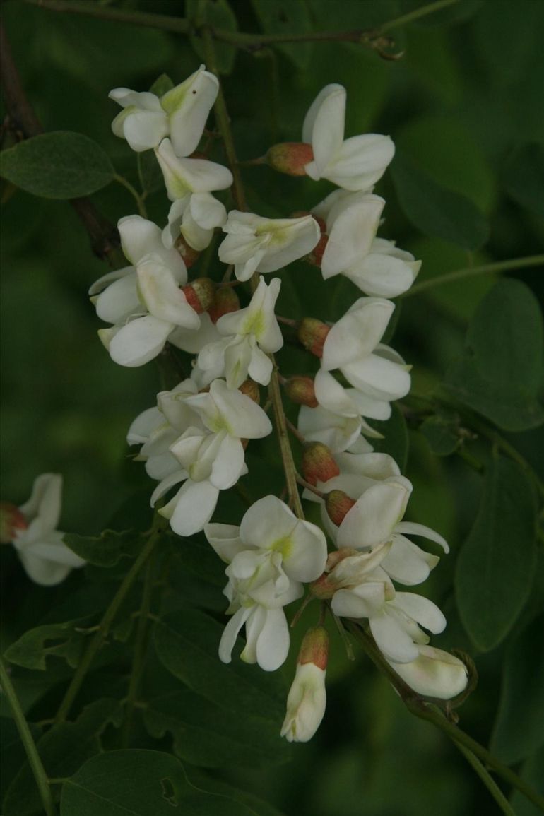 Robinia