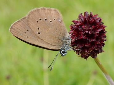 Donker pimpernelblauwtje: gebonden aan grote pimpernel en de gewone steekmier