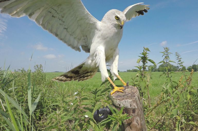 Het mannetje steppekiekendief landt op een paaltje