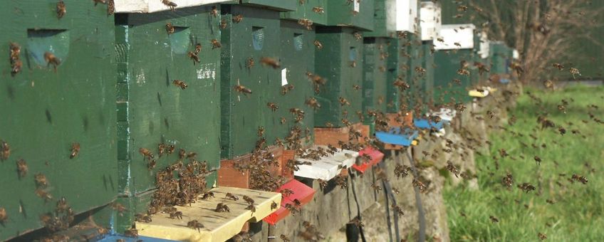 Reinigingsvlucht honingbijen