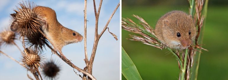 De dwergmuis is een zeer fotogeniek diertje