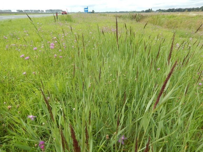 Wegbermen kunnen belangrijk leefgebied en verbindingsbaan zijn