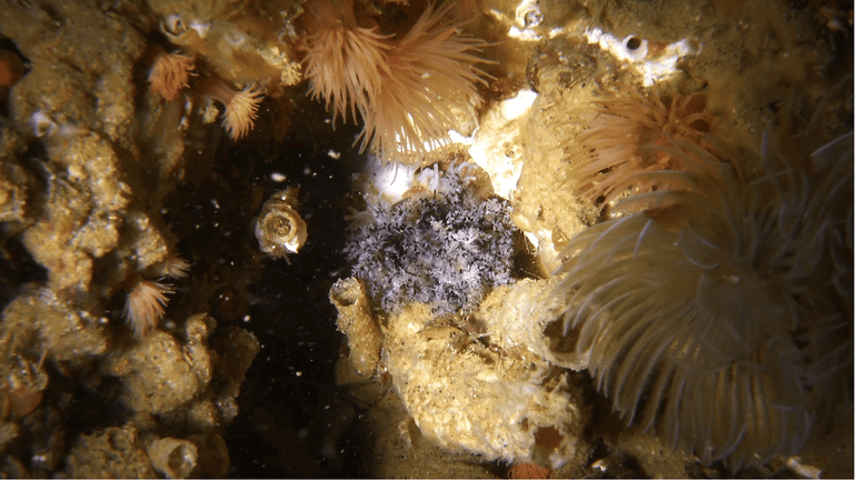 Nieuwe zeekomkommer in het Nederlandse deel van de Noordzee (Pawsonia saxicola), hier deels teruggetrokken. Het lichaam is wit, maar zit deels verborgen; de vertakte tentakels zijn bruin wit gevlekt