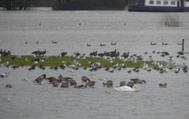 hoogwatervluchtplaats bij winterhoogwater IJssel