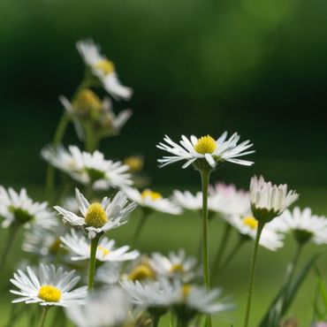 Madeliefje, dit jaar verkozen tot onze Nationale Bloem