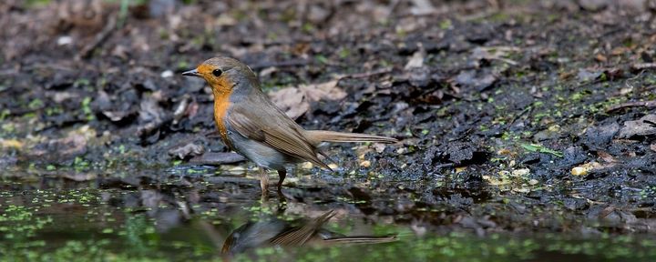 Nature Today | Natuurjournaal 5 November 2021