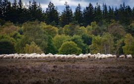 Schapenbegrazing Veluwe