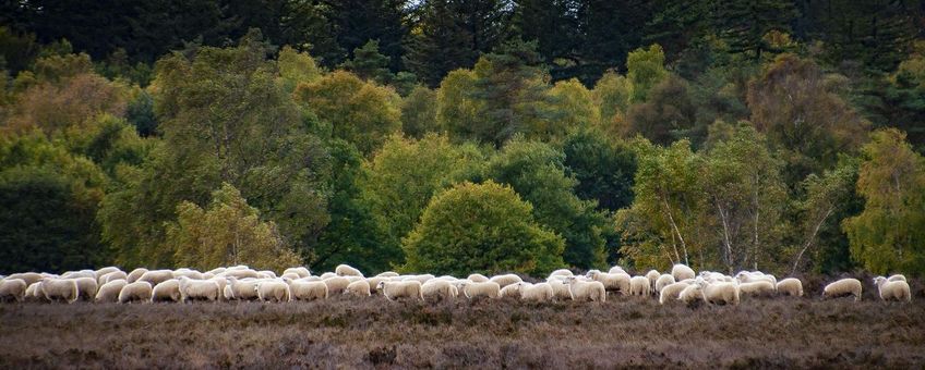 Schapenbegrazing Veluwe