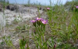 Strandduizendguldenkruid Goeree Overflakee