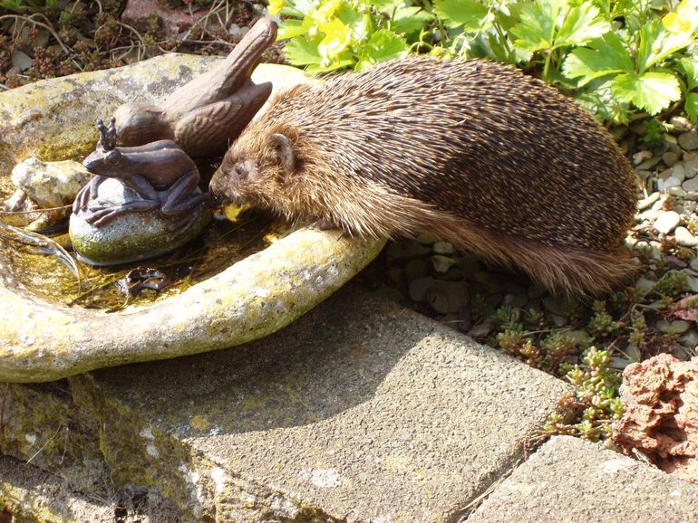 Drinkende egel