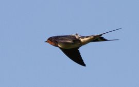 Jouke Altenburg (Vogelbescherming Nederland) Boerenzwaluw met geolocator. Te gebruiken in andere media, na toestemming fotograaf (voor publicatie).
