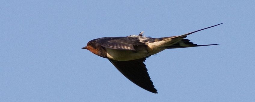 Tolk Voorouder Overtuiging Nature Today | Geheimen van de boerenzwaluwtrek ontrafeld