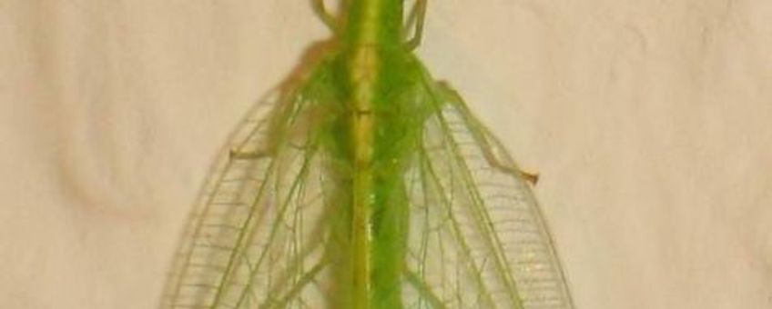 Groene gaasvlieg. Verkregen van Wikipedia