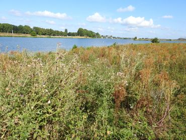 Vindplaats zwervend lieveheersbeestje