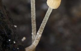 Psathyrella berolinensis alleen