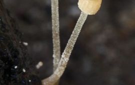 Menno Boomsluiter Psathyrella berolinensis alleen