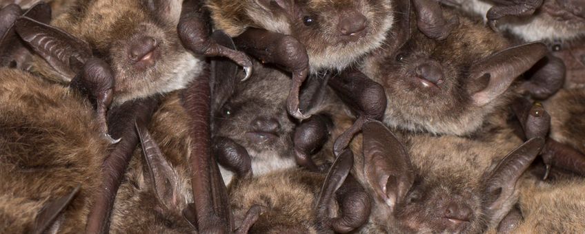 Meervleermuizen leven in grote groepen en hebben daardoor veel ruimte nodig in hun verblijfplaatsen.