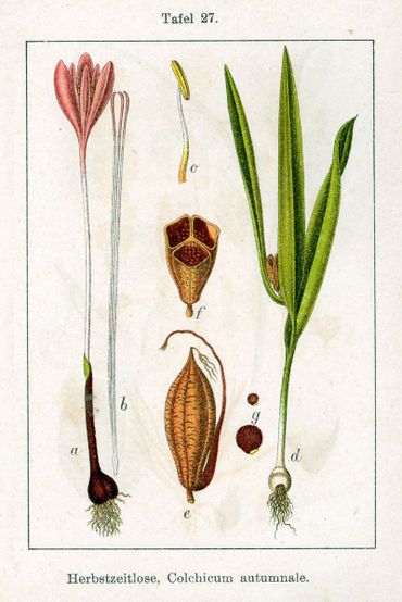Herfsttijloos: a) Najaarsvorm met bloeiwijze. b) Stijlen. c) Meeldraad. d) Voorjaarsvorm met bladen en vrucht. e) Doosvrucht. f) Doosvrucht in dwarsdoorsnede. g) Zaad