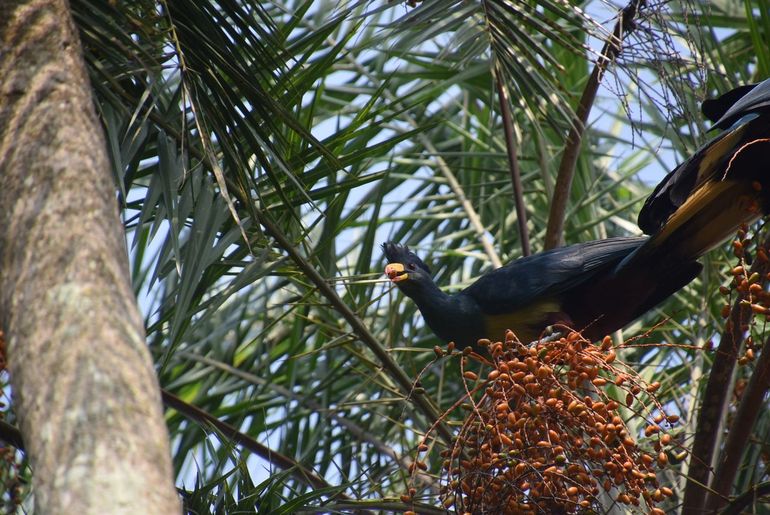 Een toerako eet palmvruchten
