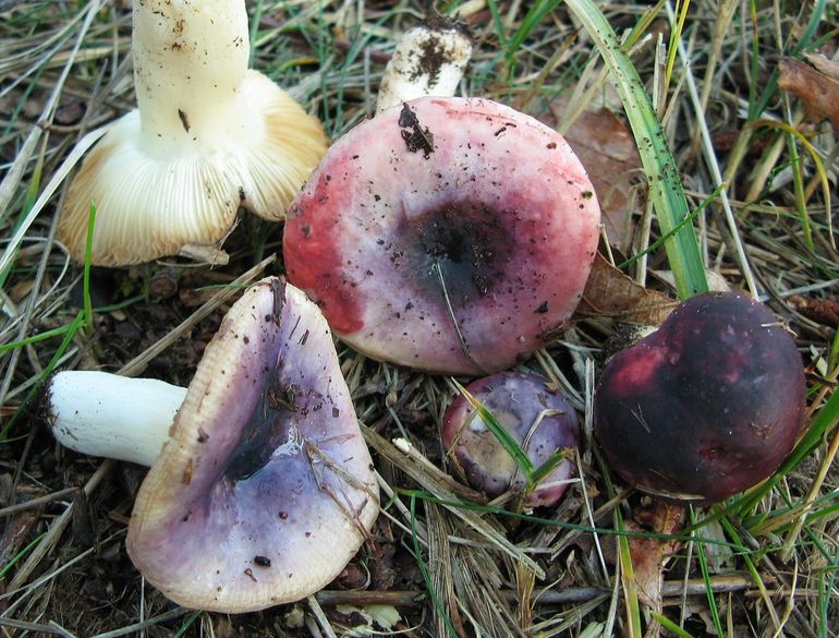 Mycorrhizavormer als de Broze russula wordt de laatste jaren geregeld tot in de winter waargenomen