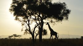 Een giraf bij zonsopkomst in Amboseli National Park, Kenia.