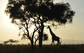 IFAW Een giraf bij zonsopkomst in Amboseli National Park, Kenia.