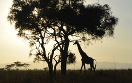 Een giraf bij zonsopkomst in Amboseli National Park, Kenia.